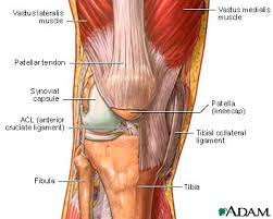 This tendon is located on the back portion of the foot just above the heel. Pin On Reflex Inner Organs
