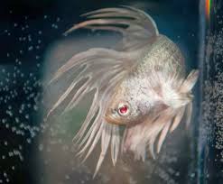All About Betta Fish Red Eye Crowntail Betta Fish Betta Betta Fish Fish
