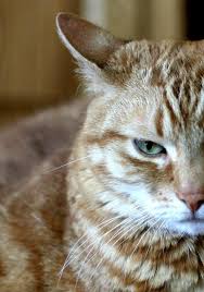 ☊ Conroy Cat (Leo Melanson) TTS Computer AI Voice Soundboard