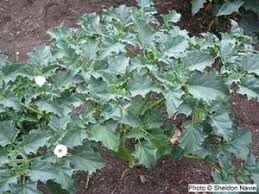 Image result for Datura ferox
