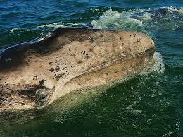 I am a whale addict. Gray Whales In The Baja California Peninsula International Community Foundation