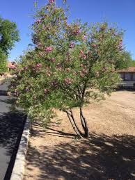 Experience lifelike flowering willow tree at alibaba.com, ideal for decorating indoors and outdoors. Desert Willows Sonoran Desert Natives Gardening Columnist Mary Kidnocker Gvnews Com