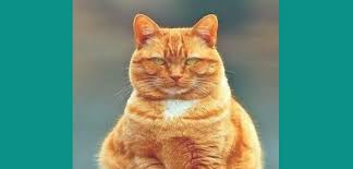 5 arti mimpi digigit kucing menurut primbon & cara. Arti Mimpi Dikejar Kucing Vedit