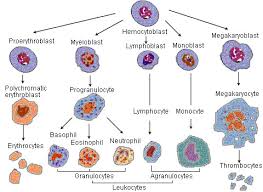 Maybe you would like to learn more about one of these? Erythropoiesis Wikipedia
