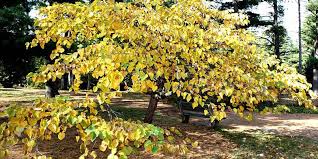 The eastern redbud (cercis canadensis) is most frequently listed as having three botanical varieties; Eastern Redbud Flowering Time Description Seasonal Development And General Distribution In Ohio