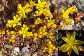 18 green or inconspicuous flowers. Yellow Orange Flowers Rocky Mountain National Park U S National Park Service