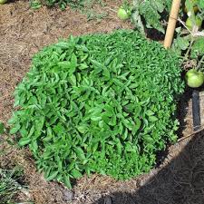 Image result for Ocimum minutiflorum