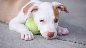 Time is going by so fast. Best Pitbull Toys The Best Chew Proof Toys For Puppies And Adult Dogs