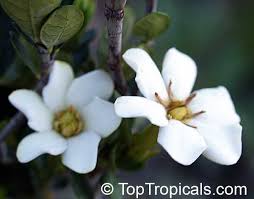 Image result for Catunaregam