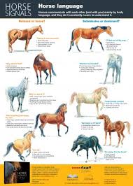 horse signals poster horse language