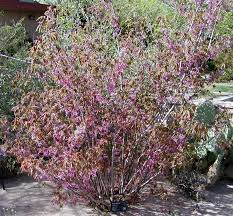 Check spelling or type a new query. 30 Native Plants For Texas By Region Lawnstarter