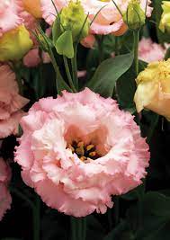 Corelli Eustoma Grandiflorum Greenhouse Management