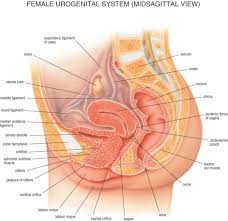 Mid sagittal view of the female abdomen anatomy. Female Abdominal Anatomy Images Koibana Info Human Body Diagram Human Body Organs Body Organs Diagram