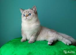 pin na doske zhivotnye