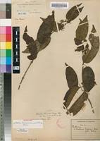 Image result for Keetia gueinzii