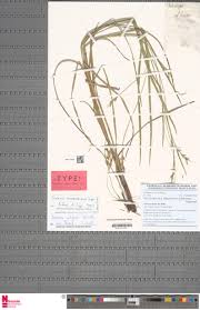 Image result for Scleria melanotricha