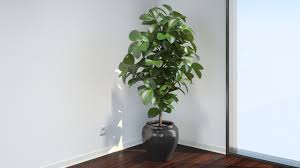 Every model has been checked with the appropriate software. Vp Ficus Elastica 3d Model Cgtrader