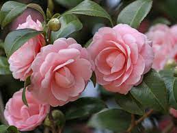 How To Propagate Camellias World Of Flowering Plants Camellia Flower Planting Flowers Flowers