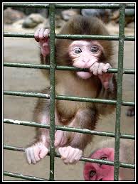 Best Animals Cute Baby Animals Cute Monkey Funny Animals