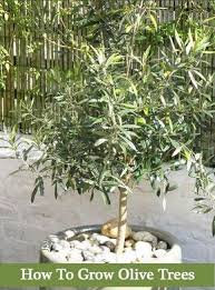 How To Grow Olive Trees Growing Olive Trees Olive Trees Landscape Potted Trees