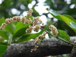 Image result for Homalium