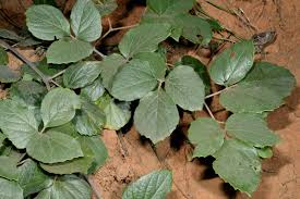 Image result for Rhoicissus revoilii