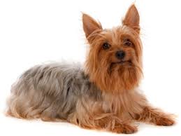 Maybe you would like to learn more about one of these? Silky Terrier Vs Yorkie Breed Comparison