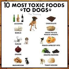 Two Delicious Dog Food Recipes For Small Dogs Toxic Foods For Dogs Dog Food Recipes Pet Hacks