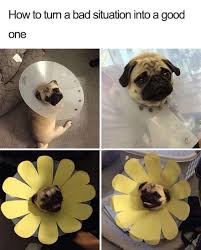 20 Funny Pug Pictures You Need To Save To Your Camera Roll Now Top5 Cute Dog Memes Funny Animal Memes Cute Funny Animals