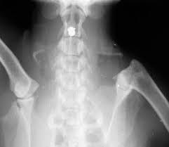 Learn How To Interpret Cat Radiographs X Rays Long Beach Animal Hospital Radiographer X Ray Animal Hospital