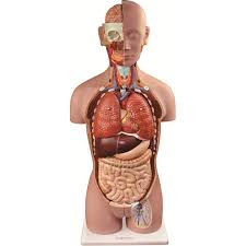 3d visualization of the human anatomy. High Quality Human Male And Female Torso Model With Back Open Buy Educational Model Anatomical Model Human Torso Model Product On Alibaba Com