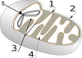 How Mitochondria Produce Energy For The Cell Cells Worksheet Covalent Bonding Worksheet Mitochondria