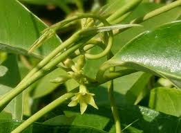 Image result for Cryptolepis oblongifolia