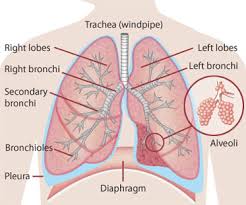 Woman holding a blackboard with a titled diagram / illustration of human body and lungs drawn chalk pulmonary embolism. Lungs Human Body Find Fun Facts