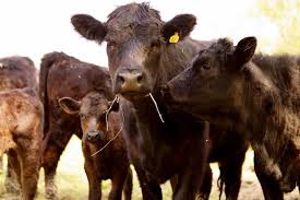 Cattle Prices Soar as Beef Supply Tightens