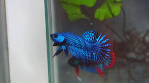 There are 1 franks bettas for sale on etsy, and they. Wild Betta Hybrid Blue Franksbettas For The Best Quality Wild Type Bettas Youtube