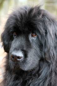 Generell gelten neufundländer als sehr robuste hunde, die bei jedem „wind und wetter vor die tür der neufundländer ist damit ein idealer hund für aktive und unternehmungslustige familien. Neufundlander Charakter Wesen Erziehung Haltung Hunde Fan De