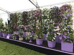 We did not find results for: The In Depth Guide To Growing Clematis In Pots