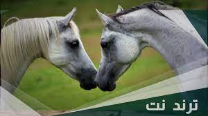 زواج الخيل العربي الأصيل – ترند نت