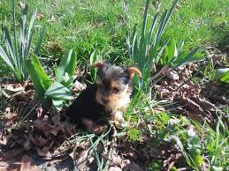 This typically consists of a spay/neuter, young puppy shots, a veterinarian examination, and needed grooming, nail clipping, etc. Sweet Registered Yorkie Puppies For Sale In Eugene Oregon Classified Americanlisted Com