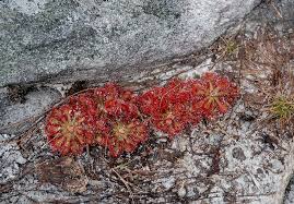 Image result for Drosera dielsiana