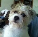 Shih Tzu - Wikipedia