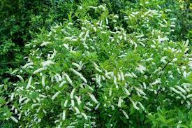 Maybe you would like to learn more about one of these? Virginia Sweetspire Itea Virginica Types Grow And Care Tips Florgeous