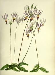 Botanical Illustration Poppy Google Search Botanical Illustration Plant Illustration Botanical Art