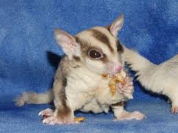 Treats Sugar Glider World
