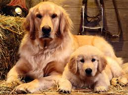 List of dog breeds purebred, hybrid and mixed breeds from a to z. 10 Most Popular Dog Breeds In India