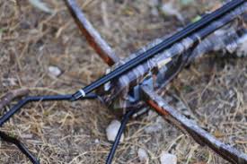 buying the best crossbow bolts a complete buyers guide