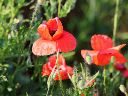 Um ihnen ein paar anhaltspunkte zu geben, worauf zu achten ist und wann der richtige zeitpunkt wäre, neuen rasen säen zu können, darauf soll der folgende. Rot Bluht Der Mohn Hobbyspotter
