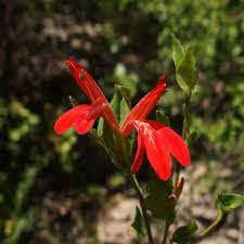 Image result for Justicia capensis