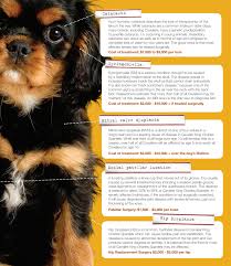 How much is a king charles spaniel. Pin On King Charles Spaniel